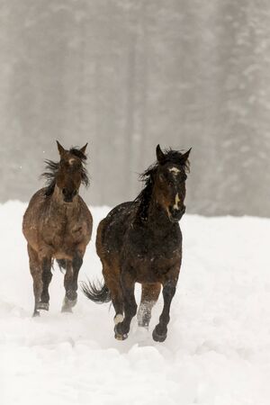 A herd of horses running through the snow in the mountainsの写真素材