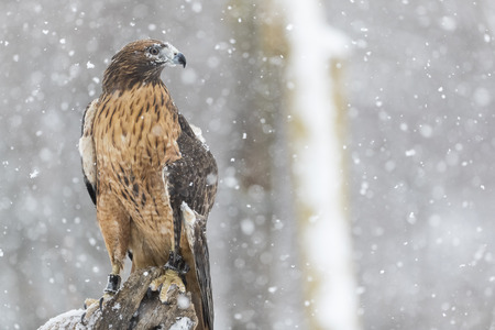 A Red Tailed Hawk sits in the middle of a snowstorm.の写真素材