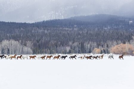 A herd of horses running through the snow in the mountainsの写真素材