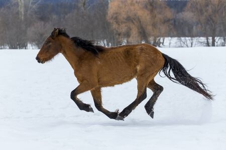 A herd of horses running through the snow in the mountainsの写真素材