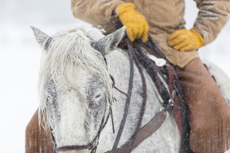 Cowboys round up a herd of horses as they're running through the snow in the mountainsの写真素材