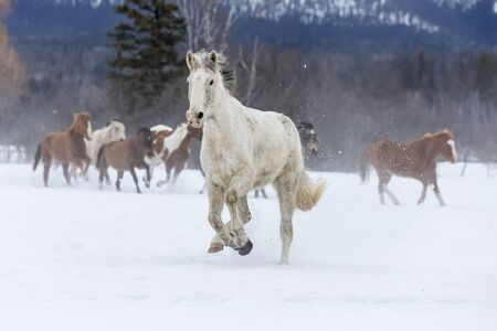 A herd of horses running through the snow in the mountainsの写真素材