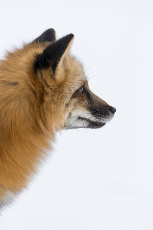 A red fox hunts for prey in a snowy forest habitat.