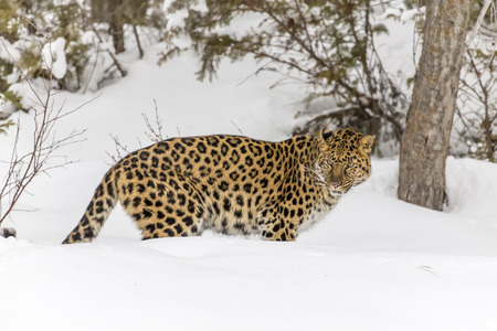 Amur Leopard in a snowy forest hunting for prey.の写真素材