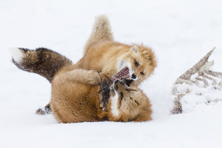 A red fox hunts for prey in a snowy forest habitat.の写真素材