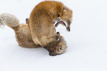 A red fox hunts for prey in a snowy forest habitat.