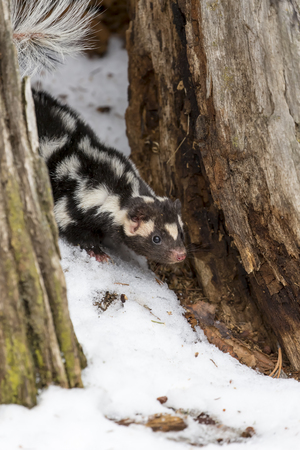A spotted skunk hunts for prey in a snowy forest habitat.の写真素材