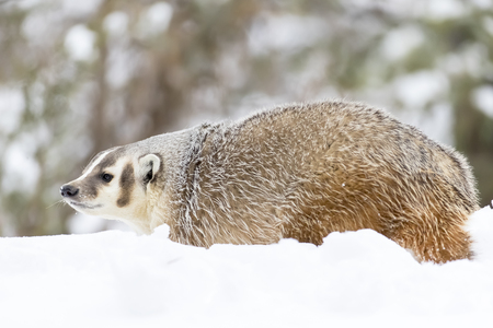 A badger hunts for prey in a snowy forest habitat.の写真素材