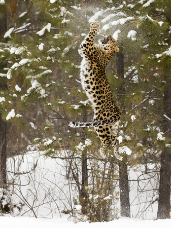 Amur Leopard in a snowy forest hunting for prey.の写真素材