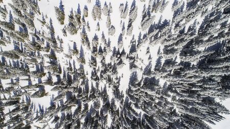 Winter scenery in a forest environmentの写真素材