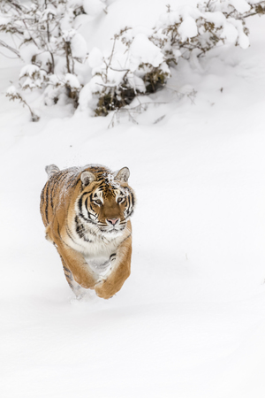 A Bengal Tiger in a snowy forest hunting for prey.の写真素材