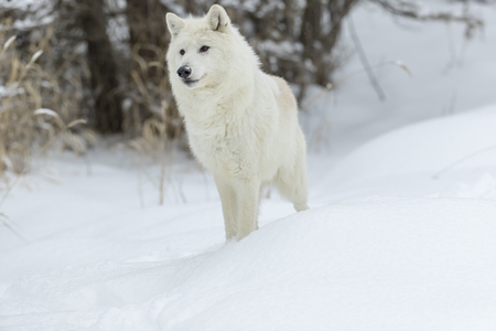 An Arctic Wolf in a snowy forest hunting for prey.