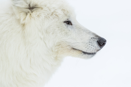 An Arctic Wolf in a snowy forest hunting for prey.
