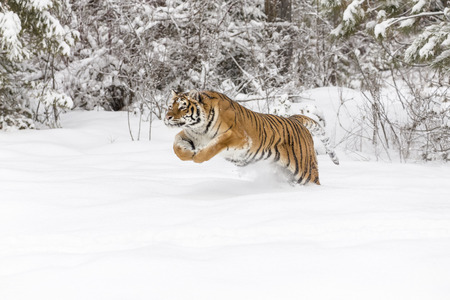 A Bengal Tiger in a snowy forest hunting for prey.の写真素材