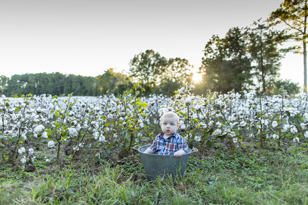 A small child plays in a cotton field at duskの写真素材