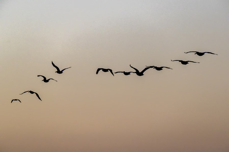 Wild birds enjoy the morning light on a lakeの写真素材