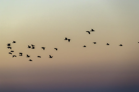 Wild birds enjoy the morning light on a lake