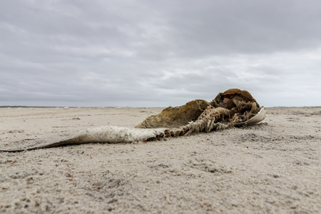 A dead fish lays to rest on a sandy beachの写真素材