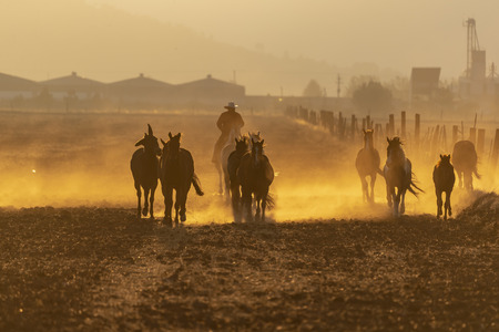 A herd of horses running through a field on a Mexican Ranch at sunriseの写真素材