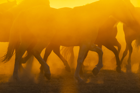 A herd of horses running through a field on a Mexican Ranch at sunriseの写真素材