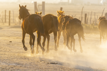 A herd of horses running through a field on a Mexican Ranch at sunriseの写真素材