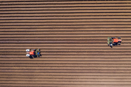 Aerial view of farmers working in a field gathering crops for consumersのeditorial素材