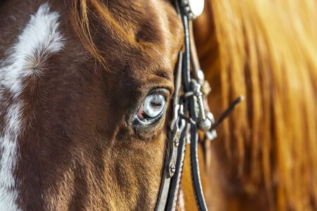  A painted horse roams through the American desert by itself