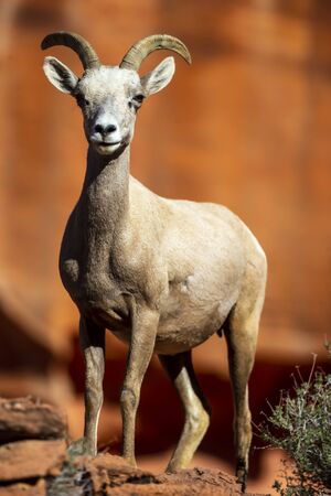 Big horn sheep roam the beautiful rock formations in the Nevada desert against a blue sky