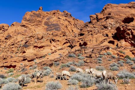 Big horn sheep roam the beautiful rock formations in the Nevada desert against a blue skyの写真素材