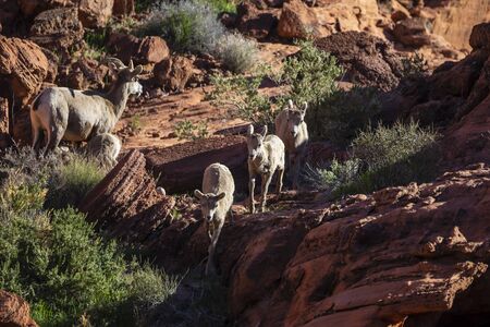 Big horn sheep roam the beautiful rock formations in the Nevada desert against a blue sky