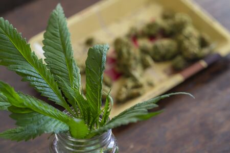 A marijuana plant and buds sit on a table ready to be usedの写真素材
