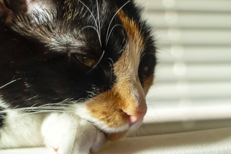 A beautiful family house cat pauses for a portrait in a home environmentの写真素材