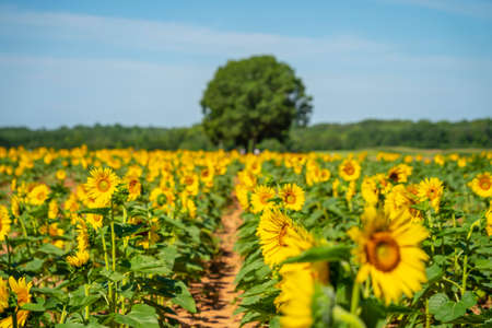 A beautiful field of sunflowers blossoms on a sunny summers dayの写真素材