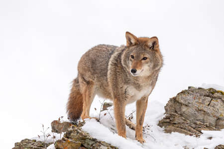 A Coyote searches for a meal in the snowy mountains of Montana.