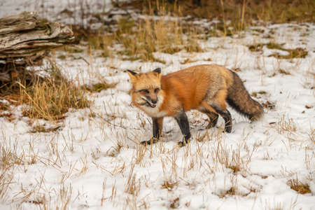 A Red Fox hunting for pray in a snowy environment