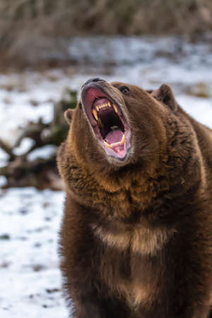 A Grizzly Bear enjoys the winter weather in Montanaの写真素材