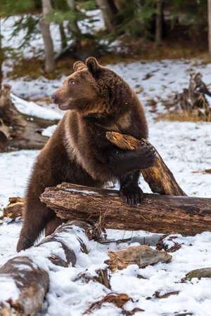 A Grizzly Bear enjoys the winter weather in Montanaの写真素材