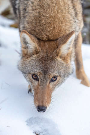 A Coyote searches for a meal in the snowy mountains of Montana.の写真素材