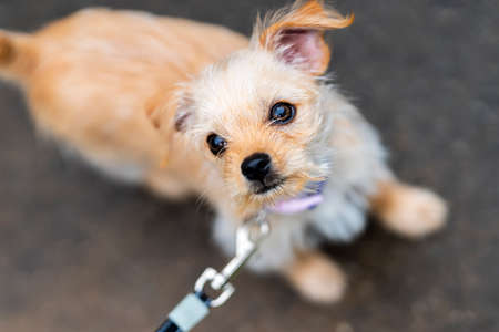 A beautiful young puppy pauses for a portrait in an outdoor environmentの写真素材