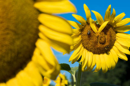 A beautiful field of sunflowers blossoms on a sunny summers day