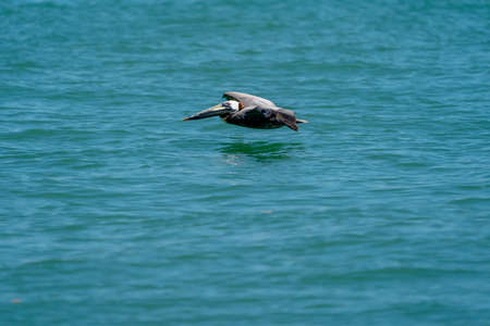 Wild birds enjoy the morning light on a lakeの写真素材