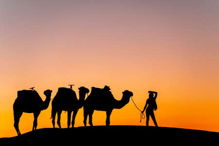 Silhouette of three camels and their handler against the rising sun in the Saharan Desert in Moroccoの写真素材