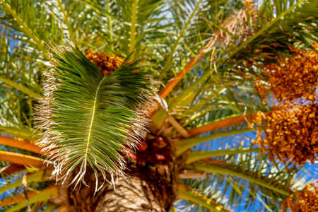 Palm trees capture the sun in the Moroccan desertの写真素材
