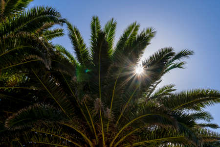 Palm trees capture the sun in the Moroccan desertの写真素材