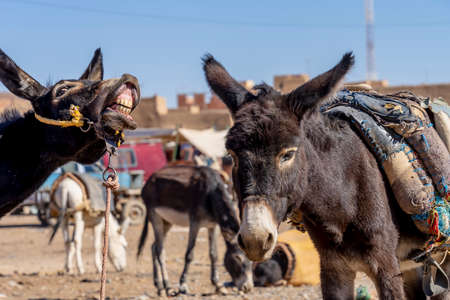 Mules are corralled in the town of Rissani, Morocco, Africaの写真素材