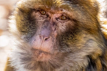 Macaque apes family living in cedar woods near Azrou in Moroccoの写真素材