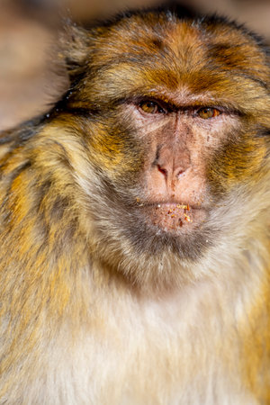 Macaque apes family living in cedar woods near Azrou in Moroccoの写真素材