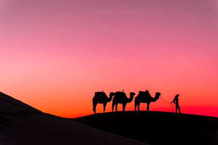 Silhouette of three camels and their handler against the rising sun in the Saharan Desert in Moroccoの写真素材