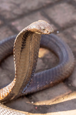 King Cobra (Ophiophagus hannah) The world's longest venomous snakeの写真素材