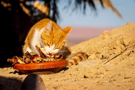 A small stray cat eats leftovers from a restaurant in Moroccoの写真素材